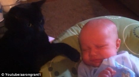 Γάτα νανουρίζει μωρό 