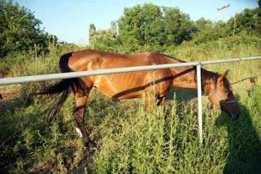 Σήμα κινδύνου εκπέμπουν τα αλογάκια της Ρόδου