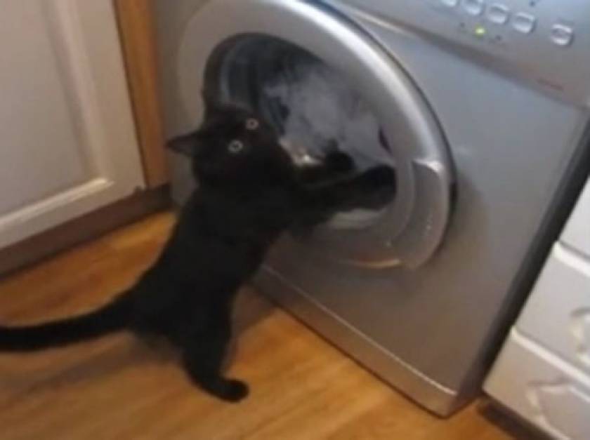 Γάτα VS πλυντηρίου!
