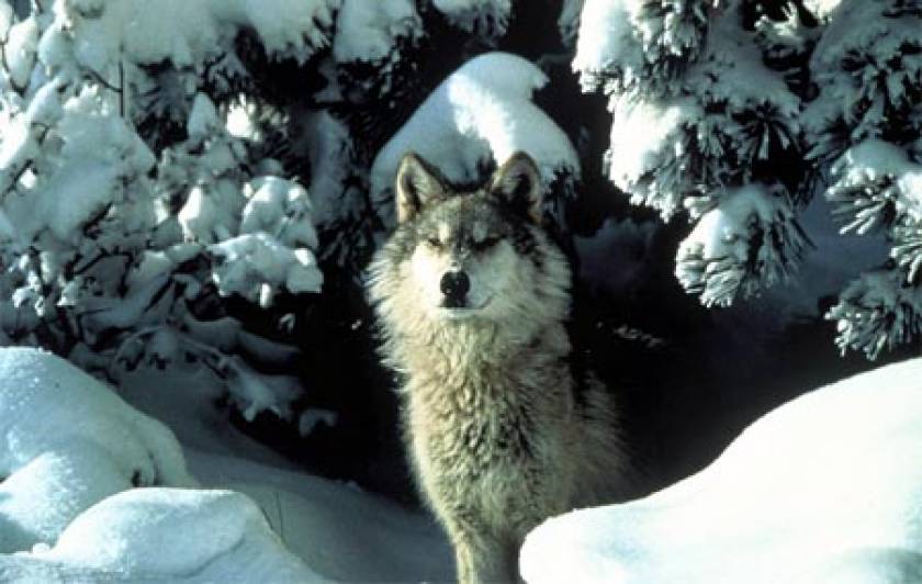 Προς απαγόρευση το κυνήγι του λύκου στη Σουηδία