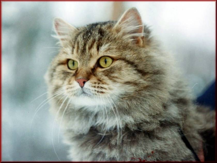 Μια γάτα διέσχισε τη Σιβηρία για να βρει το σπίτι της