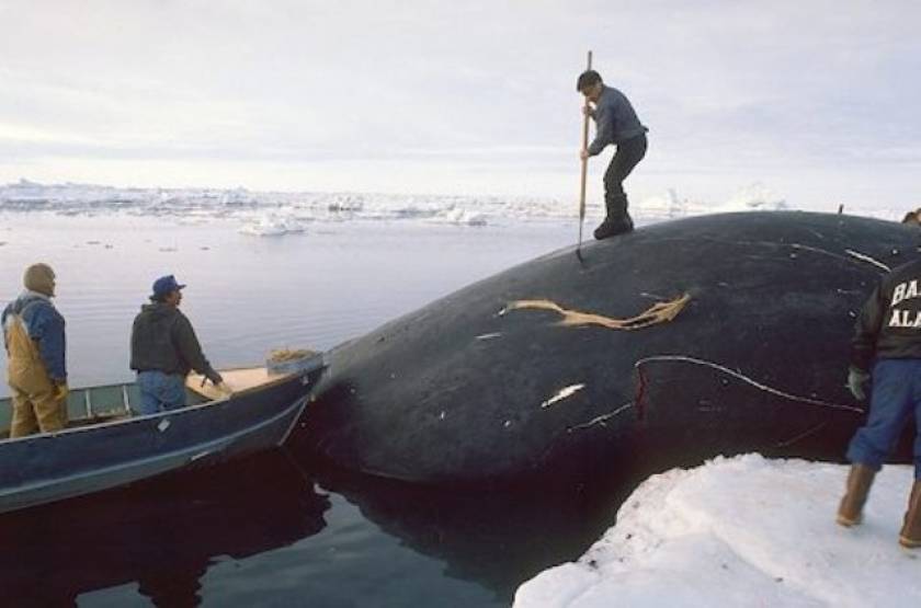Διακόπηκε η επιχείρηση φαλαινοθηρίας στην Ανταρκτική
