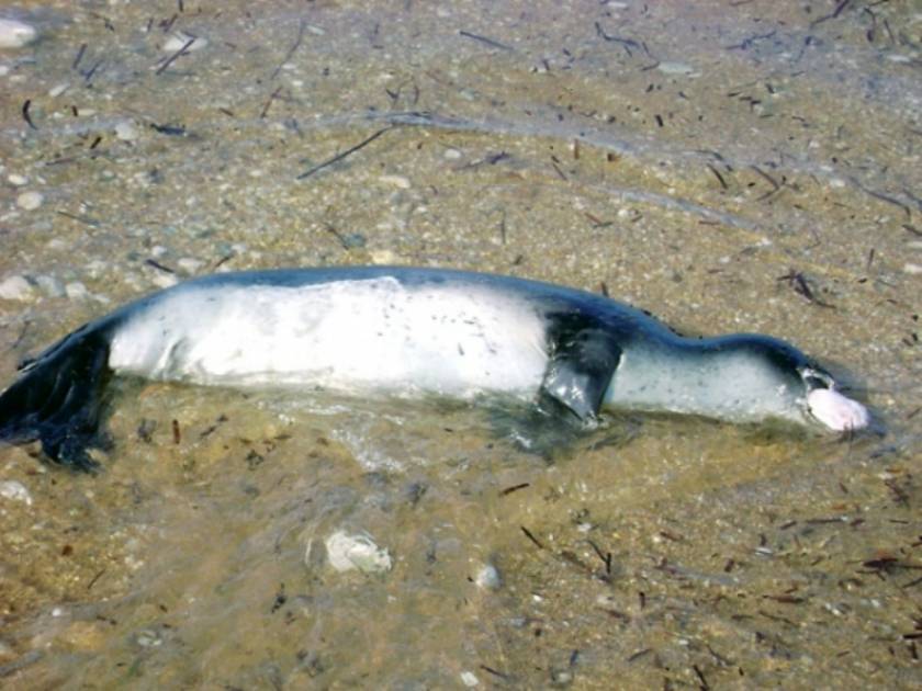 Νεκρή φώκια στη Κυπαρισσία