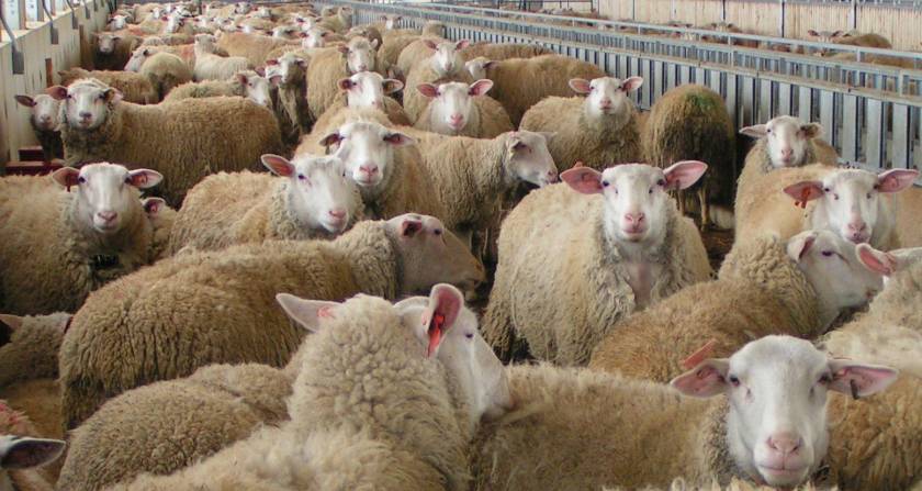 Δηλητηριάζουν τα πρόβατα στα Σφακιά
