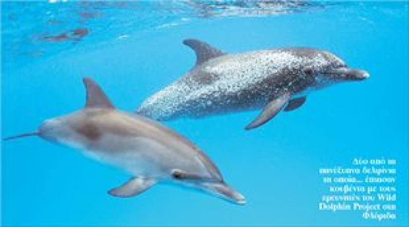 Άνθρωποι και δελφίνια στο μπλα-μπλα