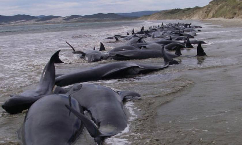 Εκατόν επτά φάλαινες νεκρές στη Ν. Ζηλανδία