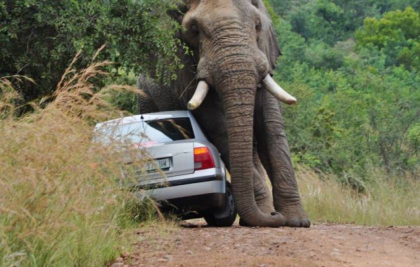 Ελέφαντας παίζει… με αυτοκίνητο!