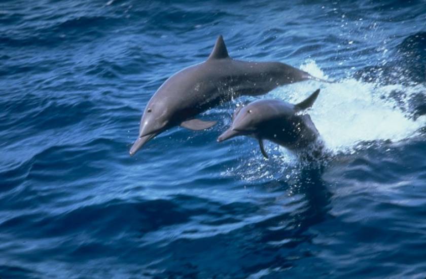 Πεθαίνουν τα δελφίνια στον Κόλπο του Μεξικού