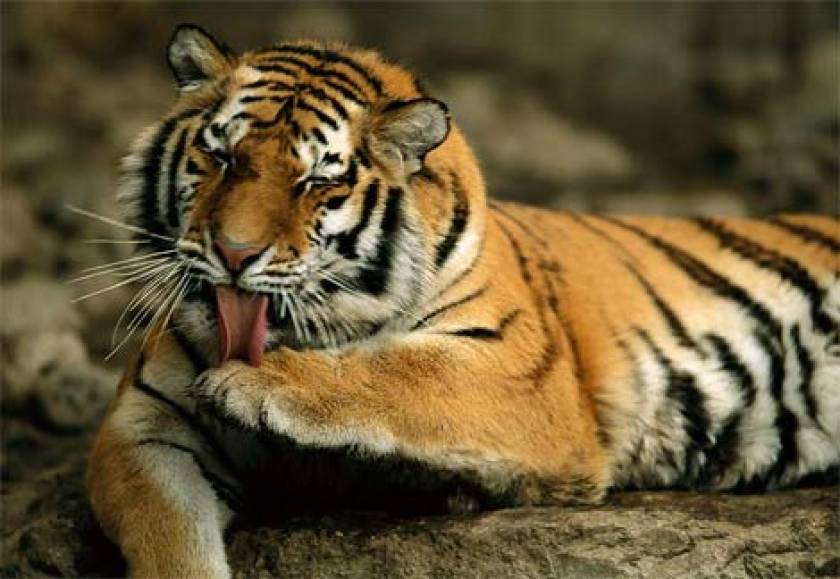 Δραματική μείωση στον αριθμό των τίγρεων Σιβηρίας