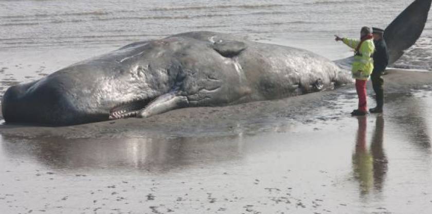 Φάλαινα νεκρή σε βρετανική ακτή