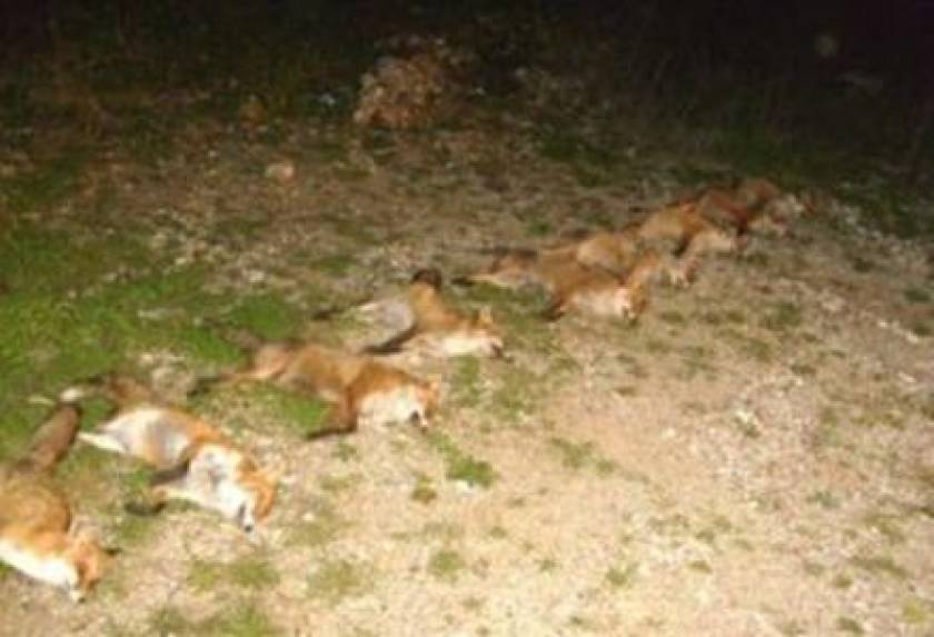 Ηλεία: «Φιλόζωοι» σκότωσαν αλεπούδες