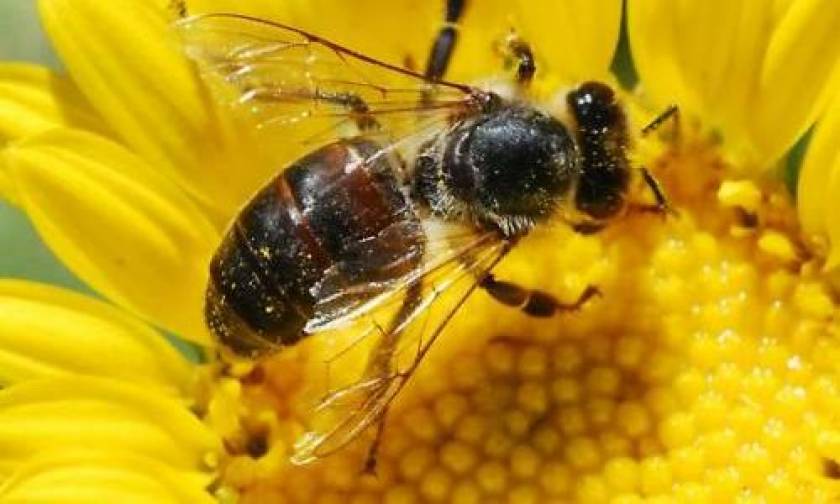 «Θανατηφόρο κεντρί» για τη διατροφική αλυσίδα οι θάνατοι μελισσών