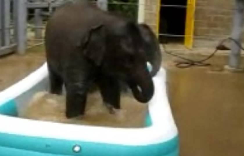 Ελέφαντες σε πισίνα!