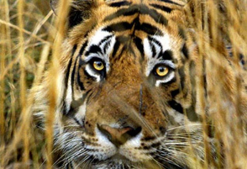 Αυξάνονται οι τίγρεις της Ινδίας