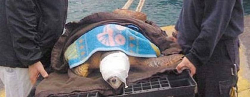 Θαλάσσια χελώνα τραυματίσθηκε από αγκίστρι