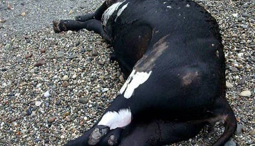 Άλλη μία νεκρή αγελάδα ξέβρασε η θάλασσα