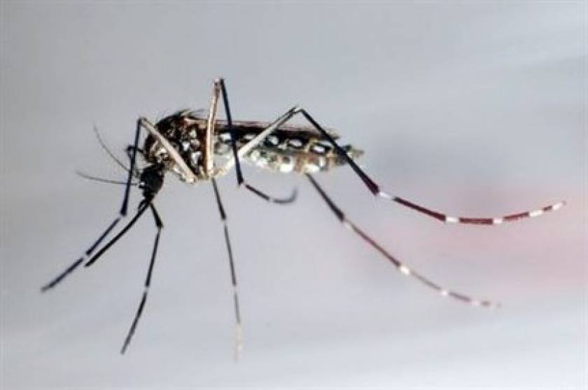 Στοπ στην ελονοσία από μεταλλαγμένα κουνούπια