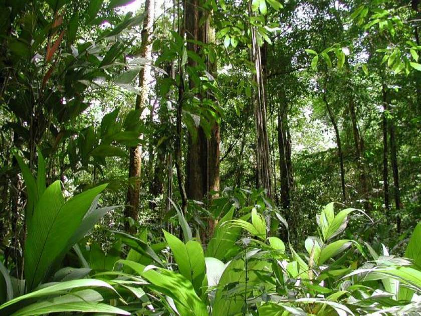 «Χαλαρώνει» η προστασία του δάσους του Αμαζονίου