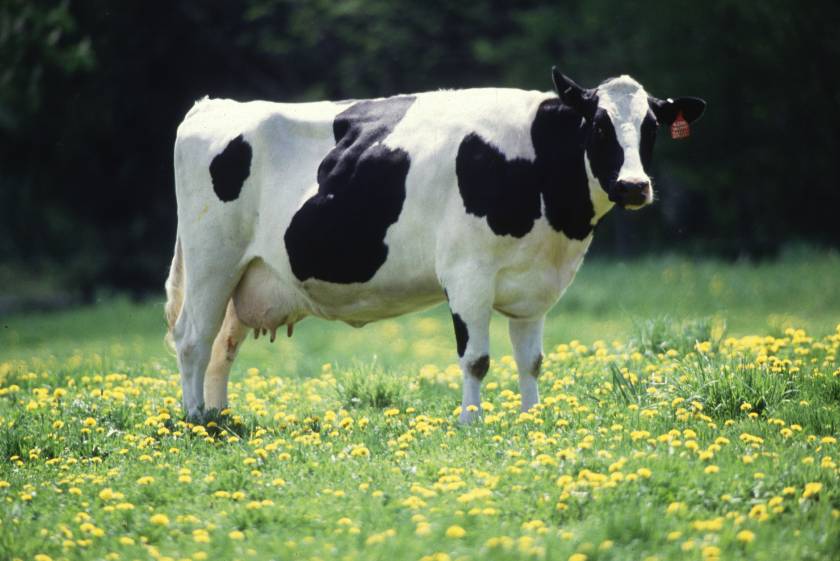 Αγελάδα παράγει ανθρώπινο γάλα!