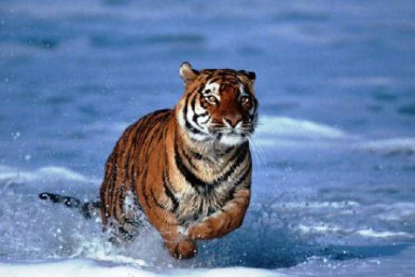 Ειδική δύναμη για τη σωτηρία της Βασιλικής Τίγρης της Βεγγάλης