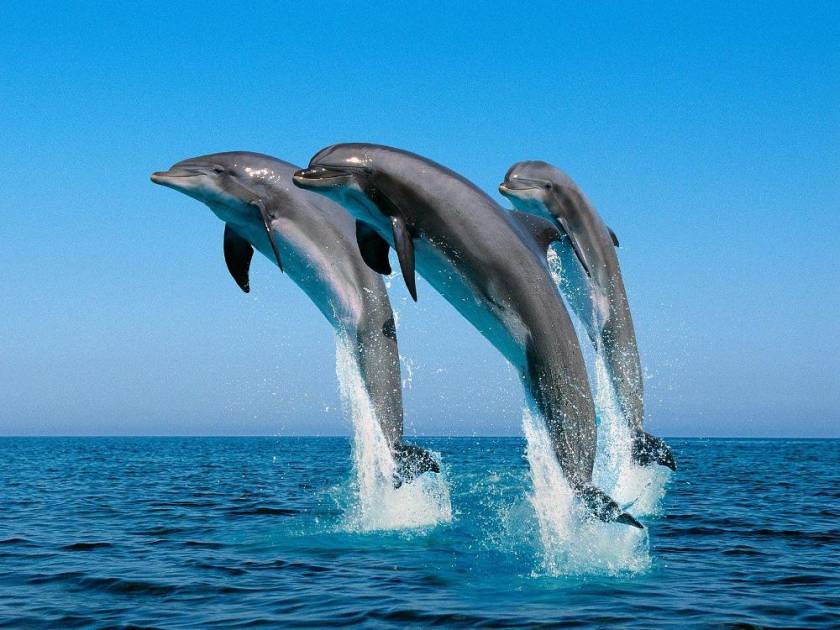 Κρίτων Αρσένης: Επιζήμια για τα δελφίνια τα δελφινάρια