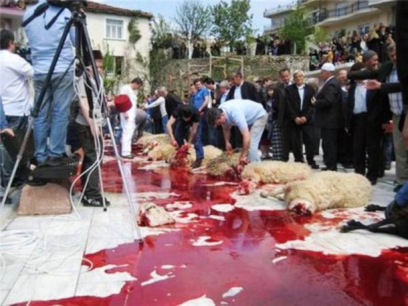 Απαγόρευση της θρησκευτικής σφαγής των ζώων στην Ολλανδία‏