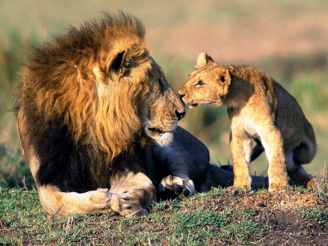 Σκοτώνουν τα λιοντάρια με τοξικά φυτοφάρμακα