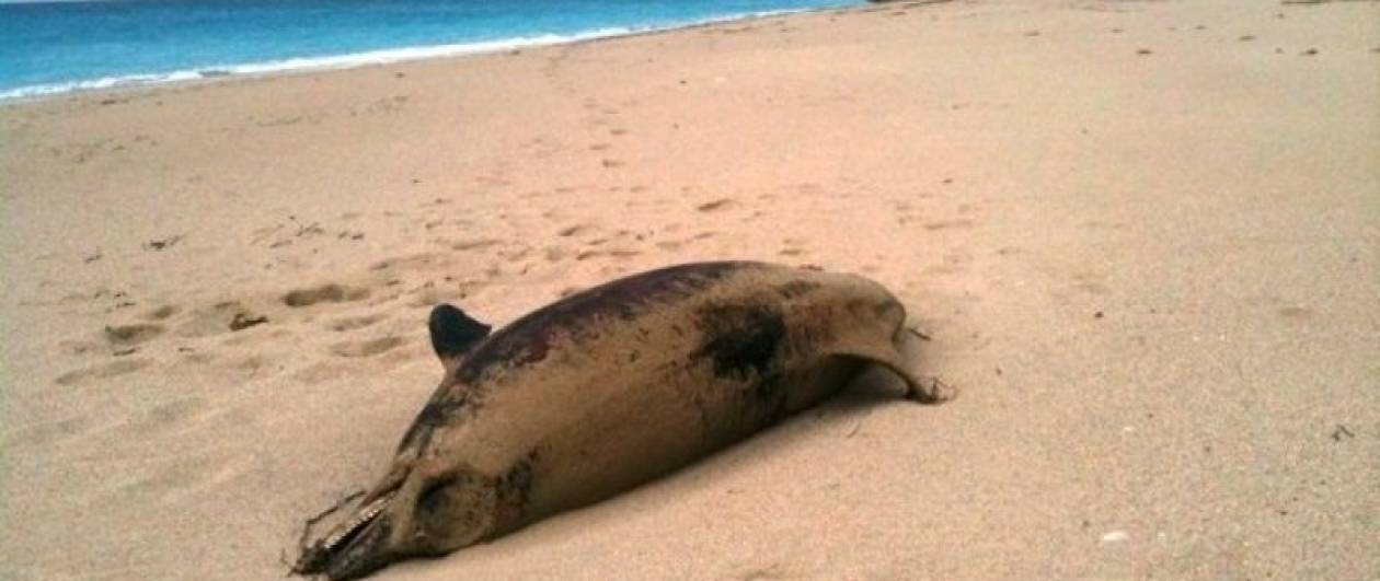 Ανησυχία για νεκρά δελφίνια και χελώνες