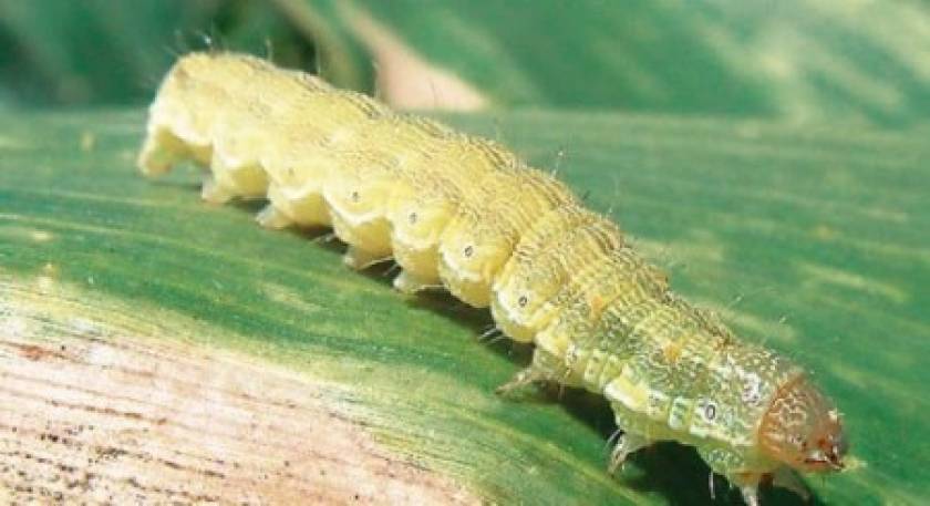 Το πράσινο σκουλήκι απειλεί βαμβακοκαλλιέργειες