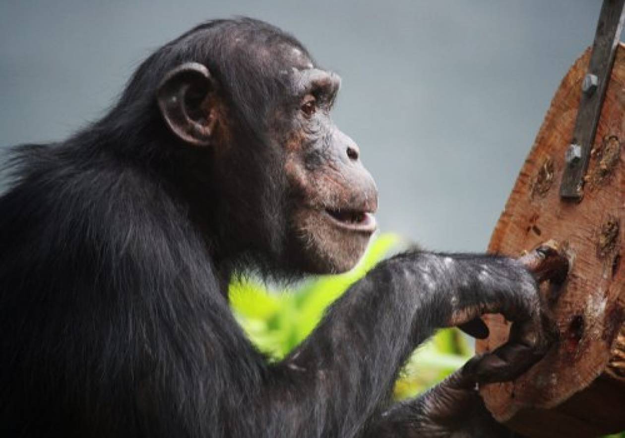 Ο αλτρουισμός των χιμπατζήδων