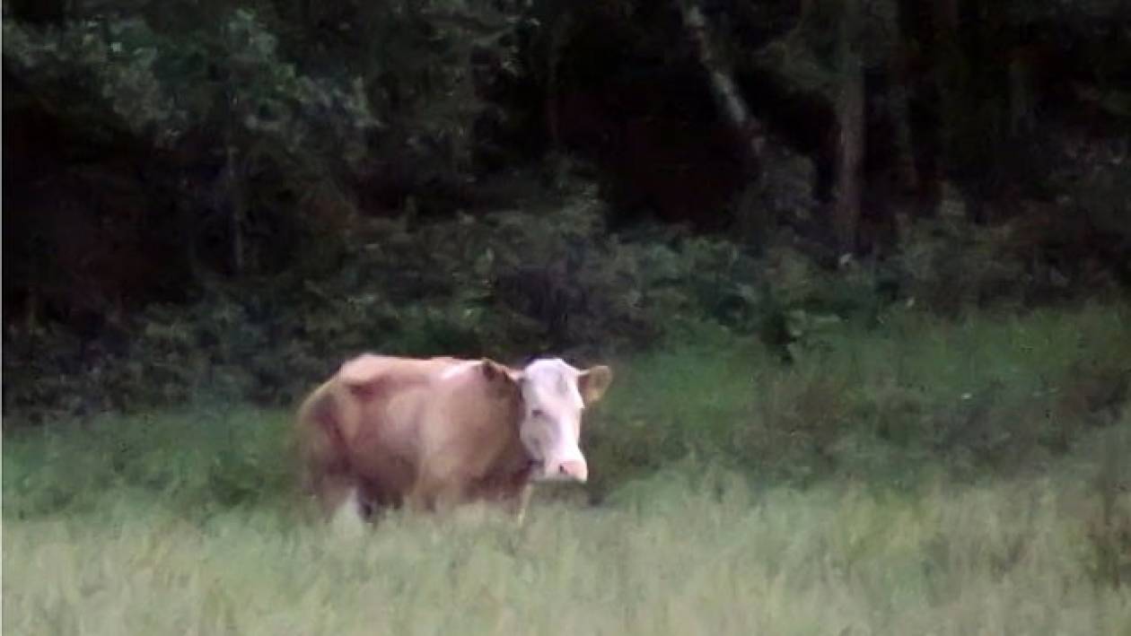Βρέθηκε η αγελάδα που αναστάτωσε τη Γερμανία