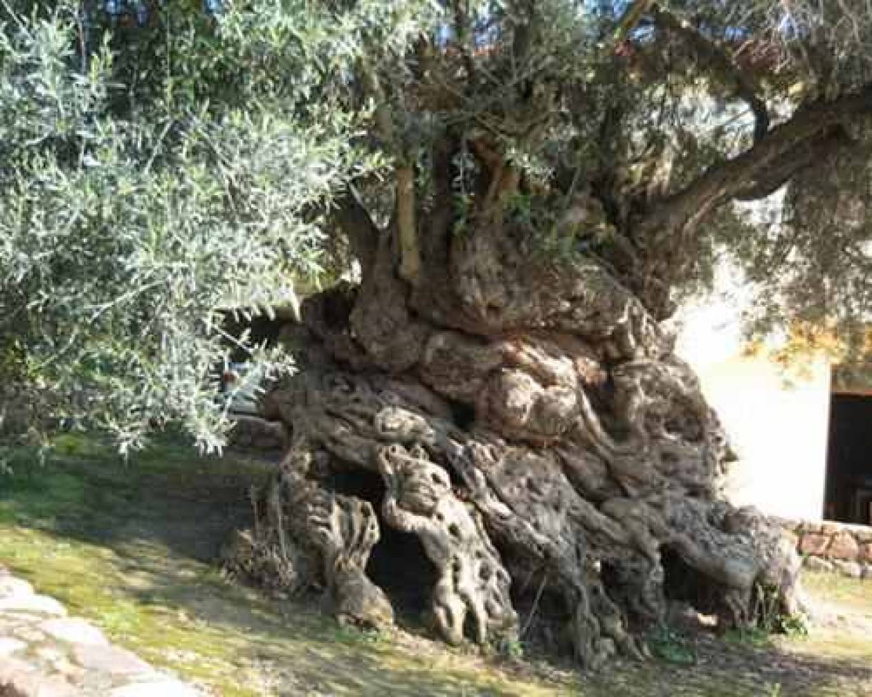 Το αρχαιότερο ελαιόδεντρο στον κόσμο είναι ελληνικό!