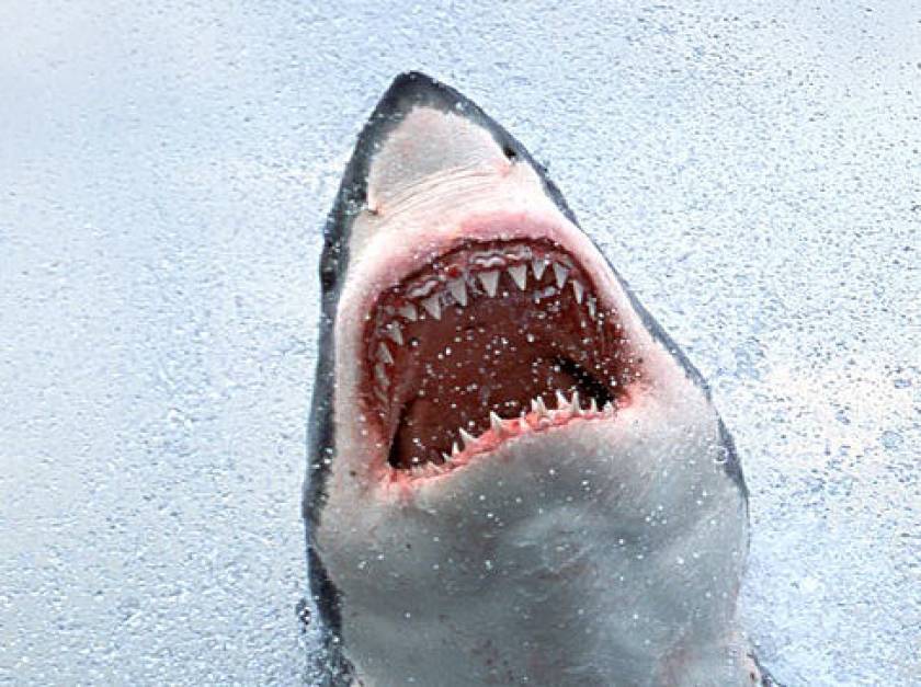 Φονική επίθεση καρχαρία