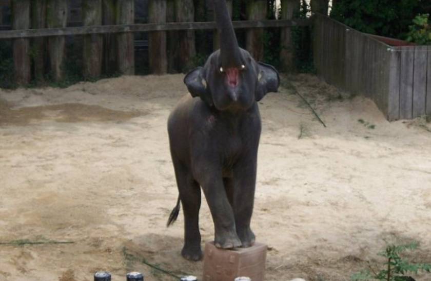 Ποιον είπες… Dumbo; Ιδού ένας έξυπνος ελέφαντας