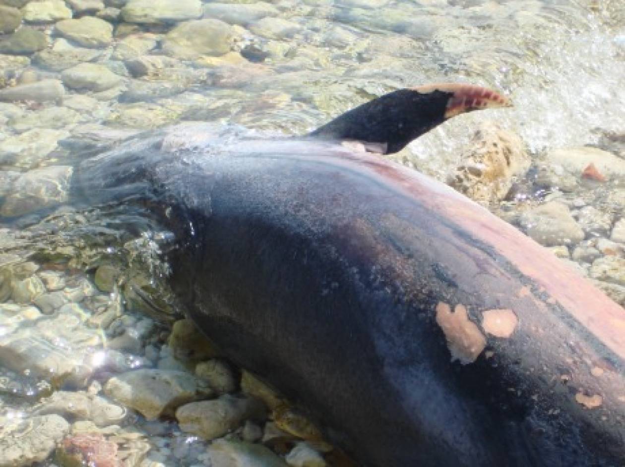 Νεκρό δελφίνι με κομμένη την ουρά σε ακτή του Πηλίου