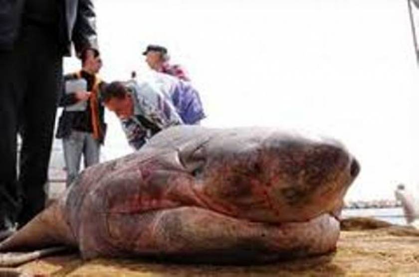 Σάμος: Βρέθηκε νεκρός καρχαρίας μήκους 2,5 μέτρων