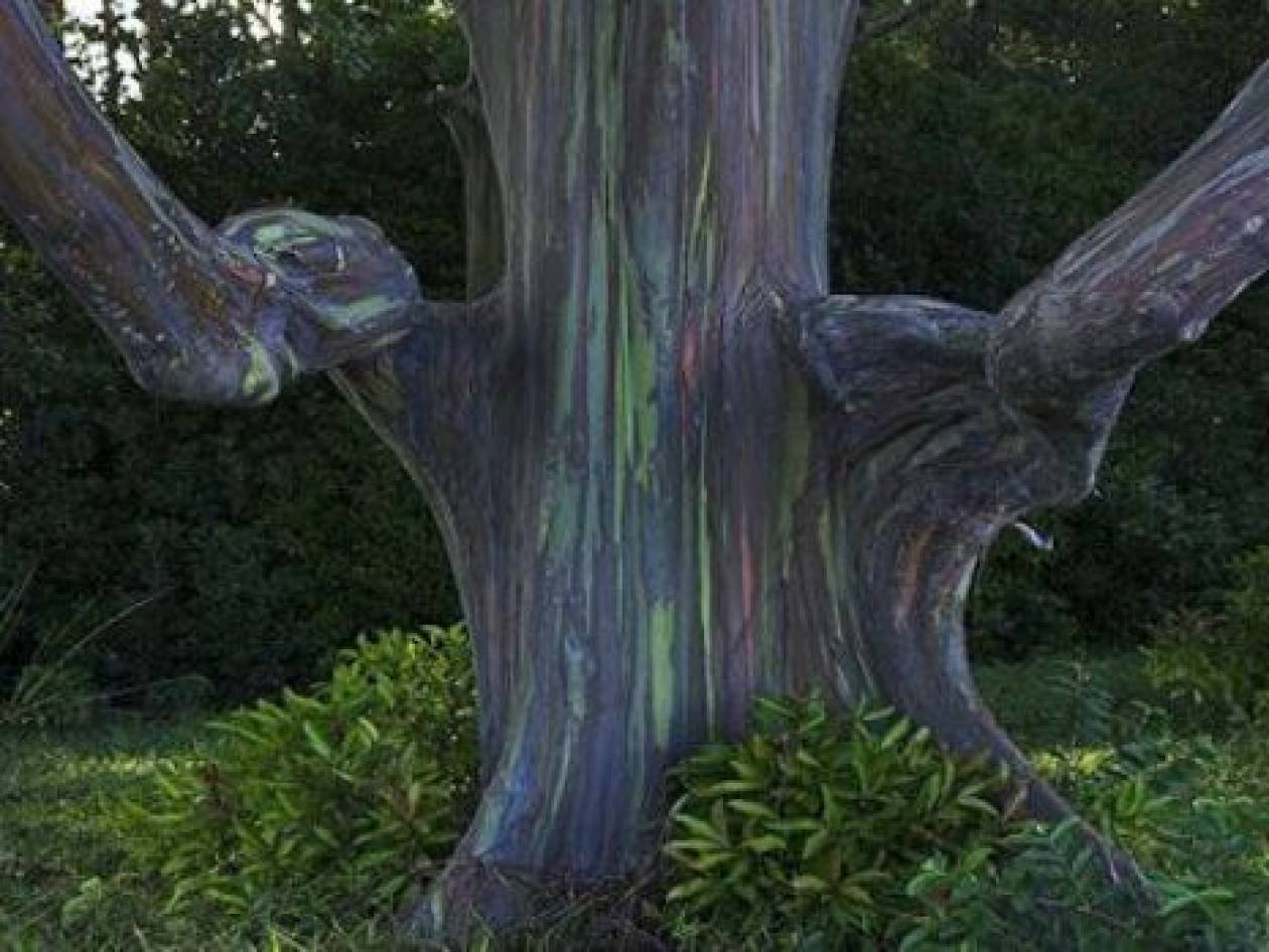 Δέντρο «έργο τέχνης»