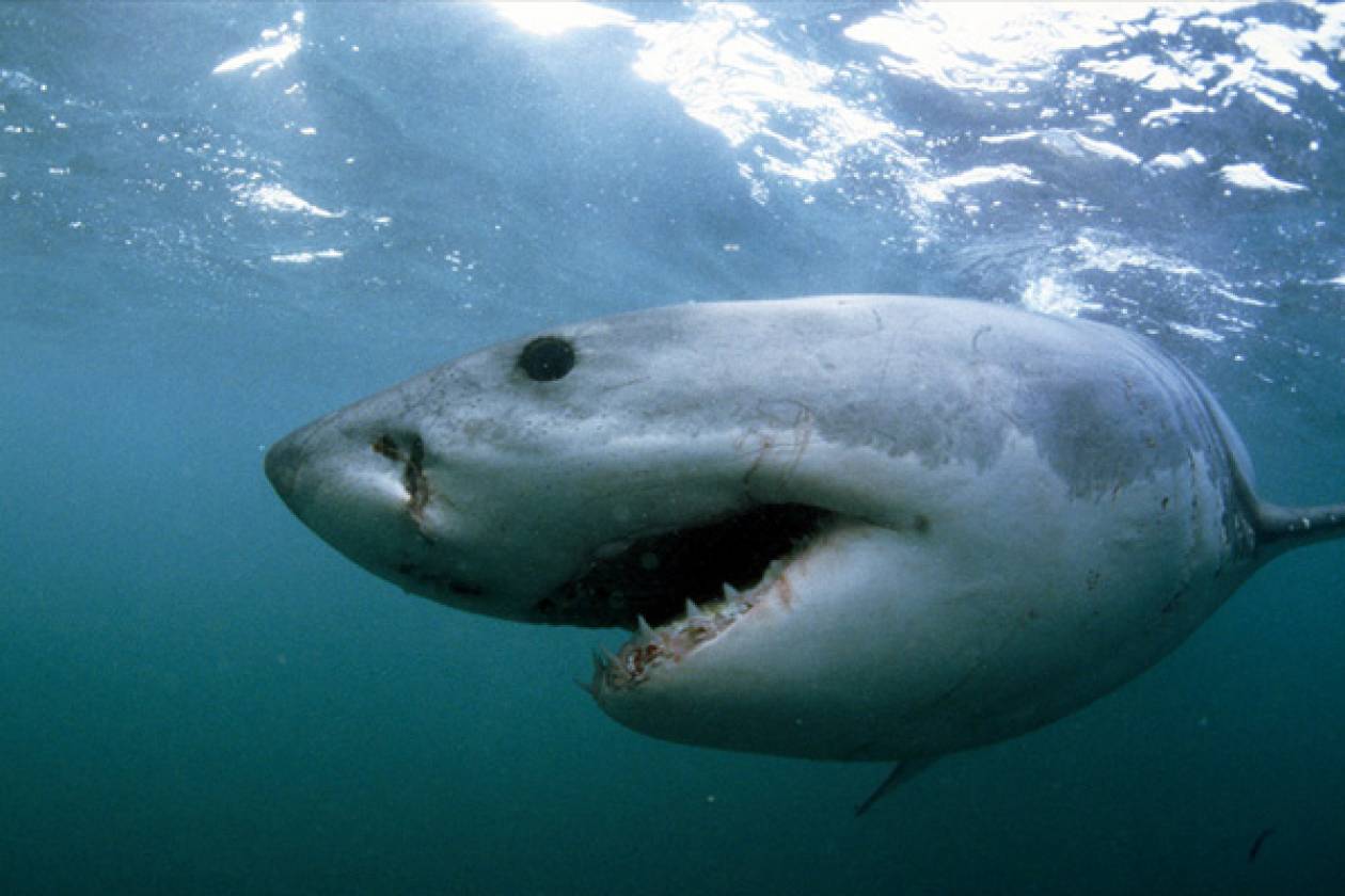 Κέιπ Τάουν: Καρχαρίας επιτέθηκε σε 42χρονο