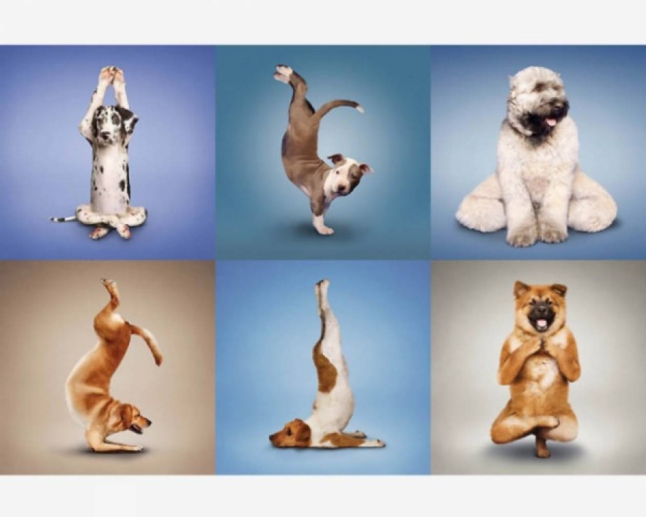 Όταν οι σκύλοι κάνουν... yoga!