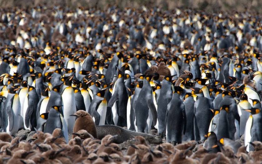 Στη …γύρα 200.000 πιγκουίνοι!