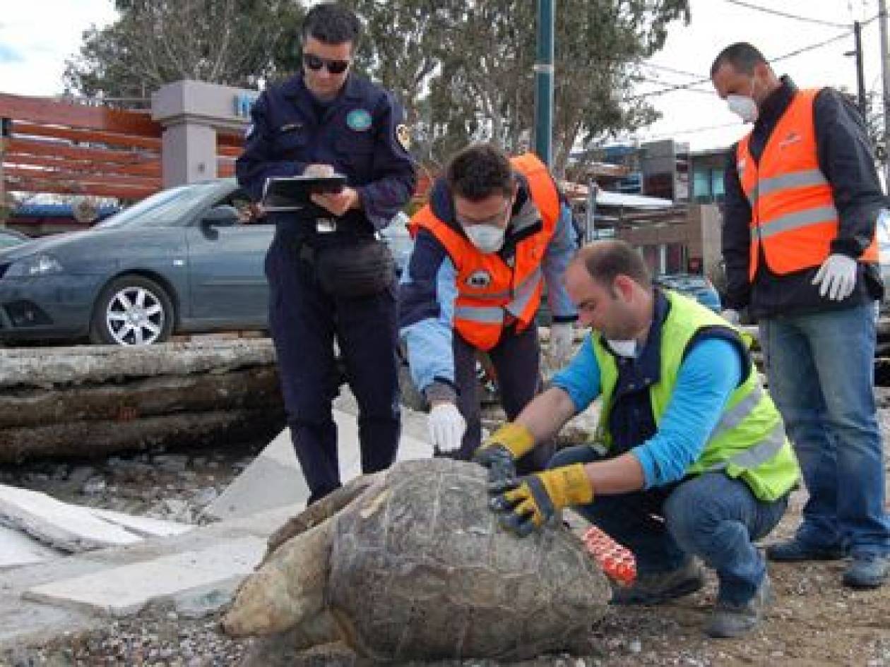 Νεκρές βρέθηκαν δυο χελώνες στον Μαλιακό