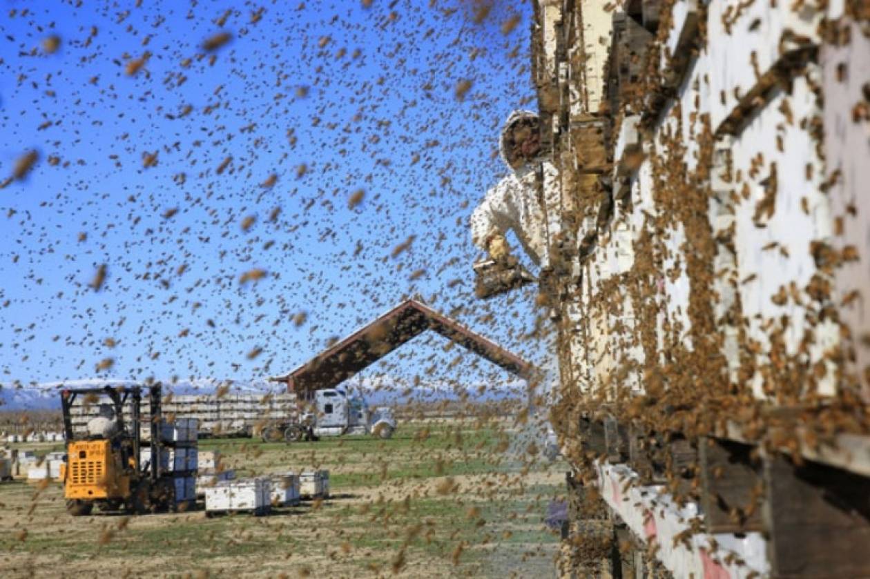 Εκατομμύρια μέλισσες «έκλεισαν» αυτοκινητόδρομο των ΗΠΑ
