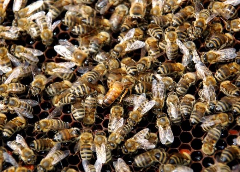 «Δραπέτευσαν» πάνω από είκοσι εκατομμύρια μέλισσες
