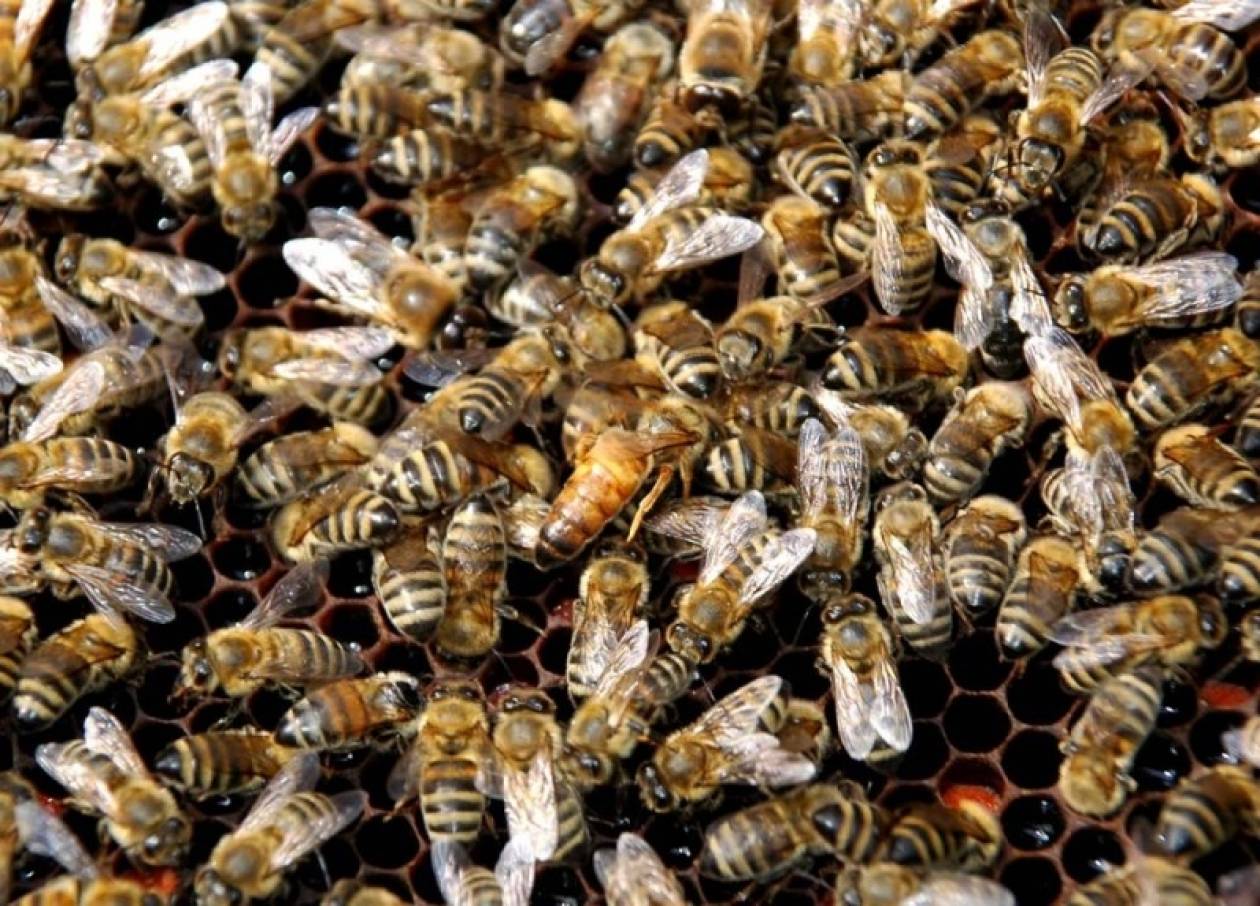 «Δραπέτευσαν» πάνω από είκοσι εκατομμύρια μέλισσες