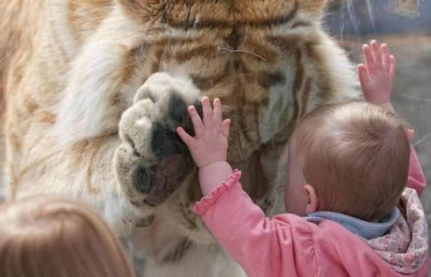 Όταν ένα μωρό... ακουμπάει μια τίγρη