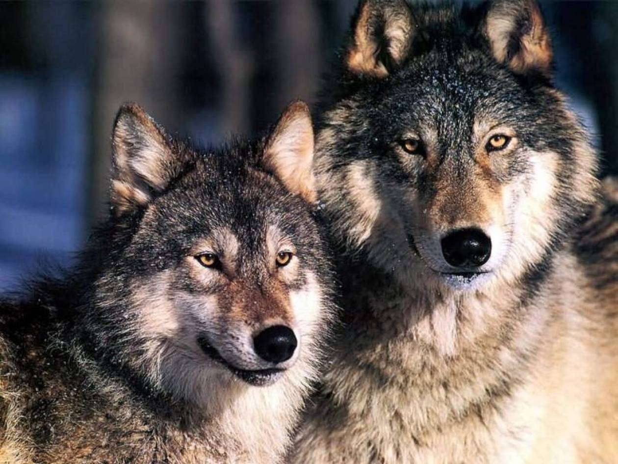 Φόβος και τρόμος οι λύκοι στην ορεινή Φωκίδα