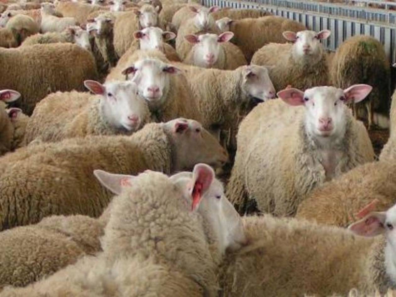 «Άδειασαν» 80 πρόβατα από στάβλο στο Ηράκλειο