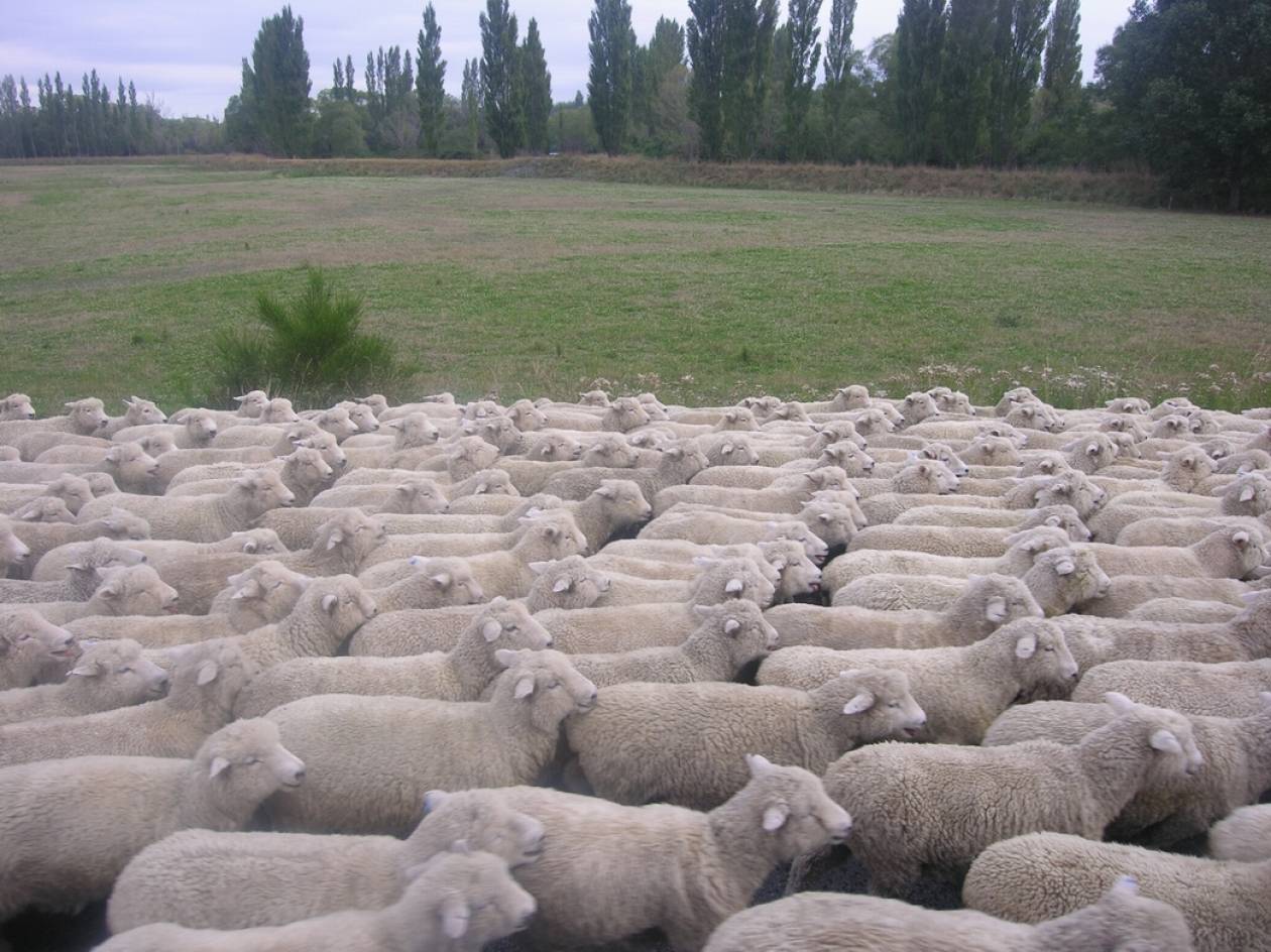 «Έφαγαν» 55 πρόβατα από μαντρί
