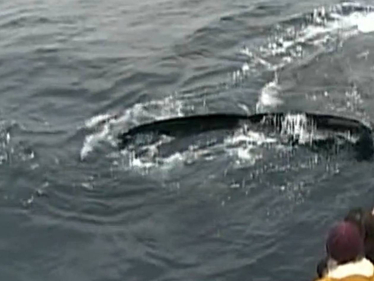Φάλαινες ποζάρουν για τουρίστες