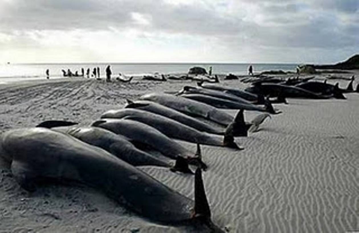 Νεκρές φάλαινες ξεβράστηκαν  στη Ν. Ζηλανδία